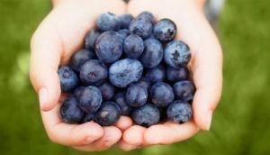 handful-of-blueberries-1502-498x286