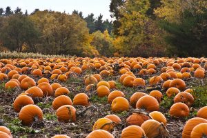 pumpkin-patch-desktop-wallpaper-5653-5939-hd-wallpapers