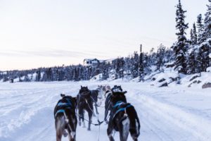 Winter Dog SLedding in Breckenridge, Colorado